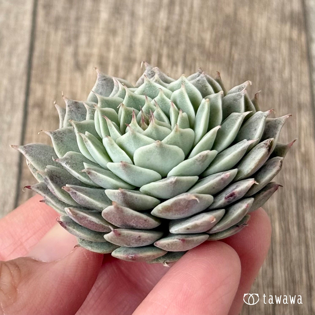 Apollo (Air Magic Farm Seedlings)