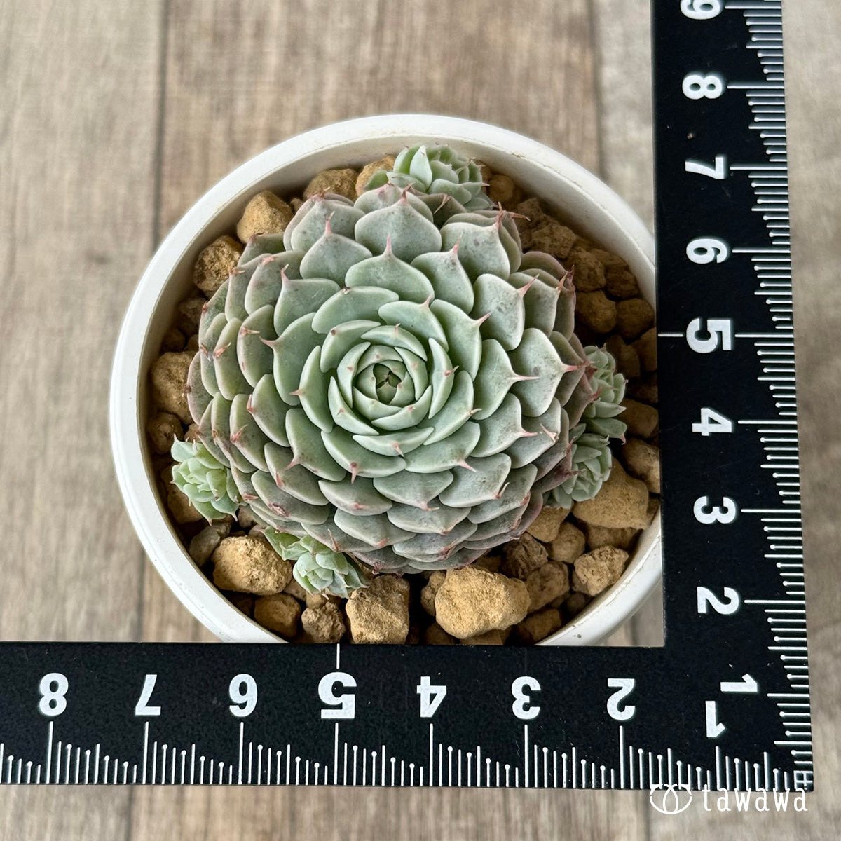 Apollo (Air Magic Farm Seedlings)