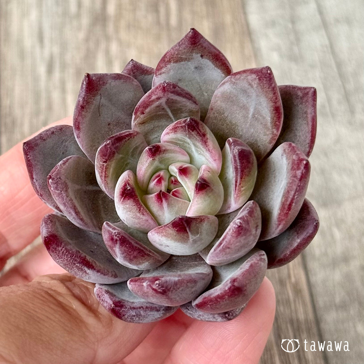 新入荷＊ レッドソラ（エアーマジック農園苗） – 多肉植物の通販・販売