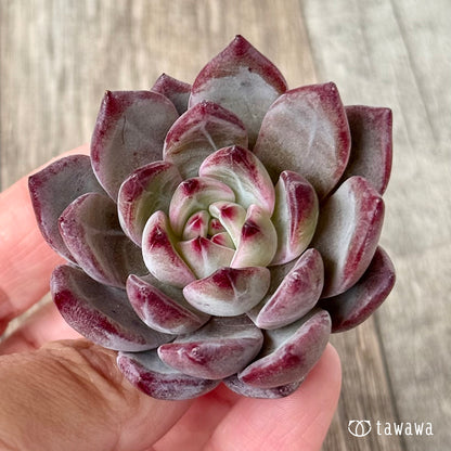 ＊新入荷＊　レッドソラ（エアーマジック農園苗）