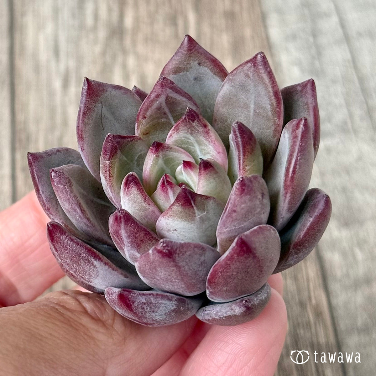 ＊新入荷＊　レッドソラ（エアーマジック農園苗）