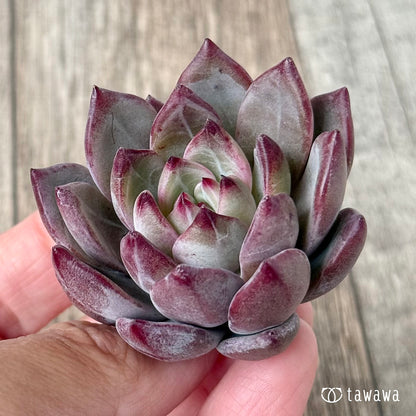 ＊新入荷＊　レッドソラ（エアーマジック農園苗）