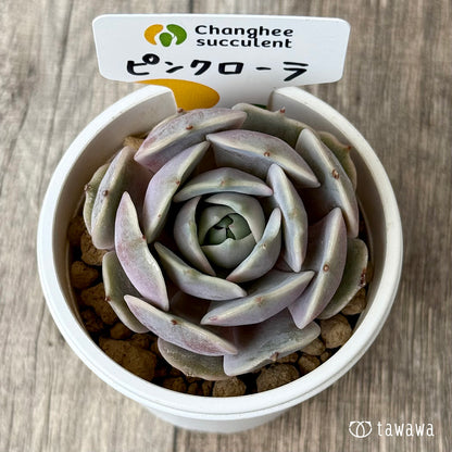 【4/22発売】ピンクローラ（チャンヒー農園苗）