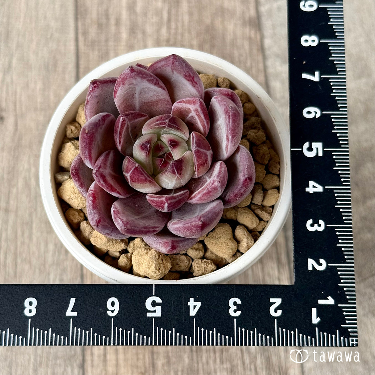 新入荷＊ レッドソラ（エアーマジック農園苗） – 多肉植物の通販・販売