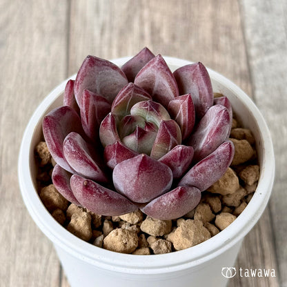 ＊新入荷＊　レッドソラ（エアーマジック農園苗）