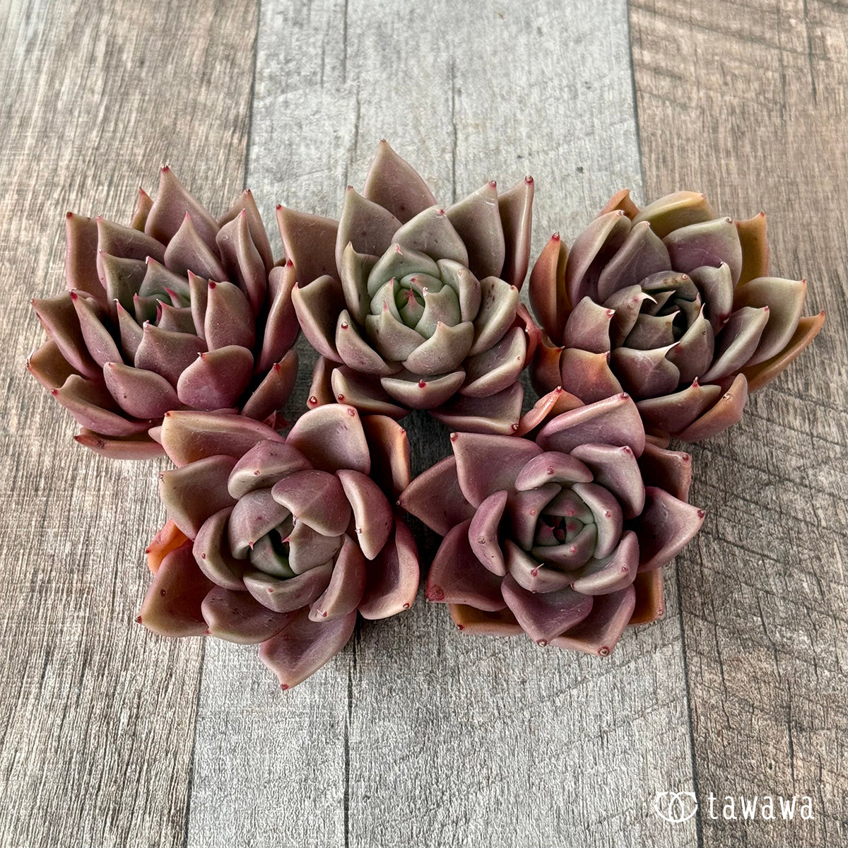 ＊新入荷＊　ガシナ（エアーマジック農園苗）