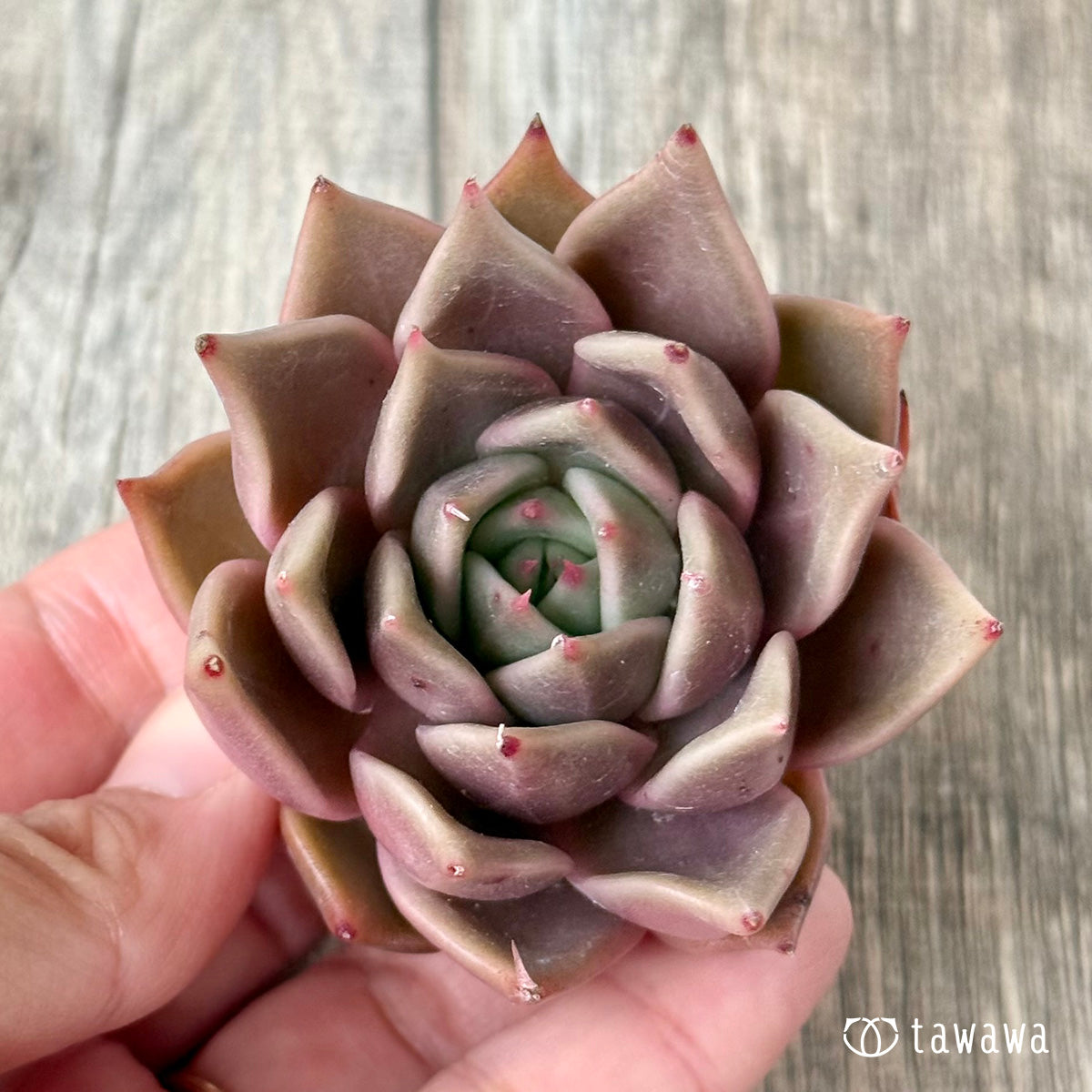 Gasina (Air Magic Farm Seedling)