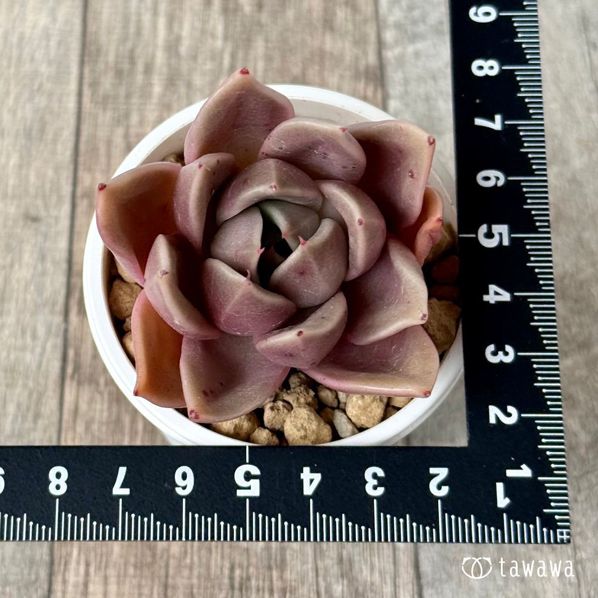 Gasina (Air Magic Farm Seedling)