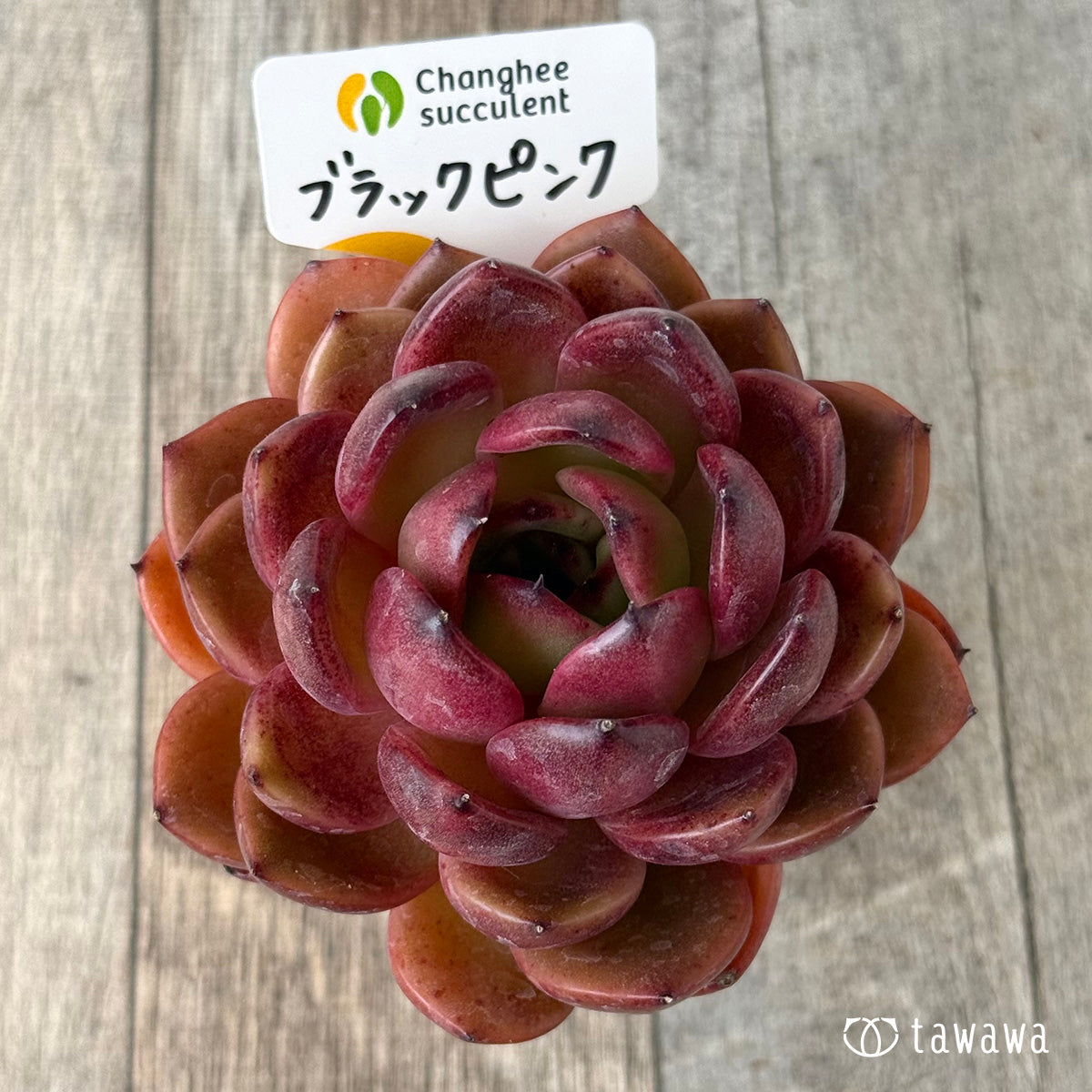 ブラックピンク（チャンヒー農園苗） – 多肉植物の通販・販売サイト tawawa