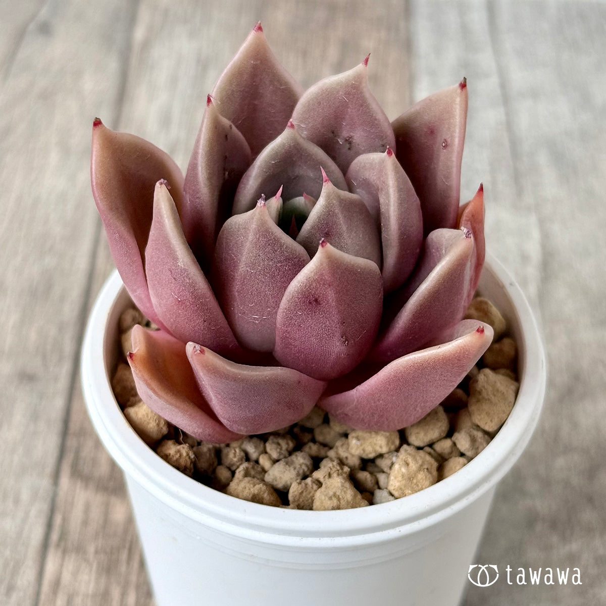 Gasina (Air Magic Farm Seedling)