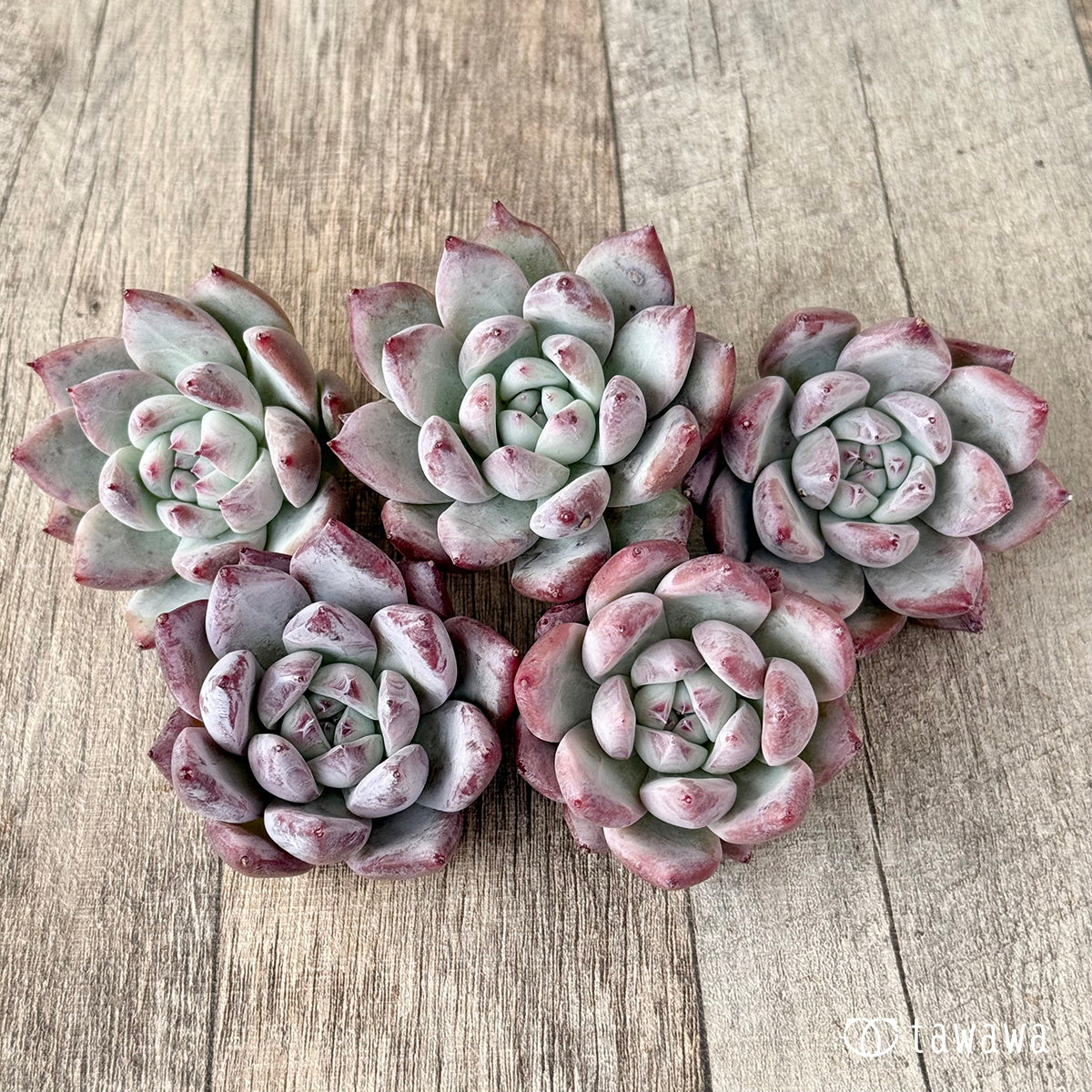 ヒタコ（エアーマジック農園苗）