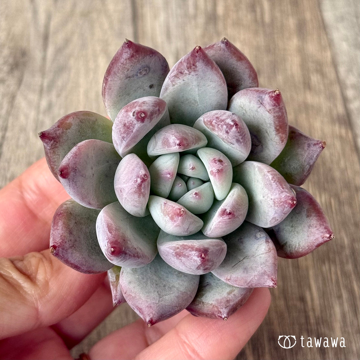 ヒタコ（エアーマジック農園苗）