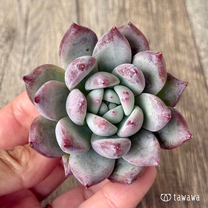 ヒタコ（エアーマジック農園苗）