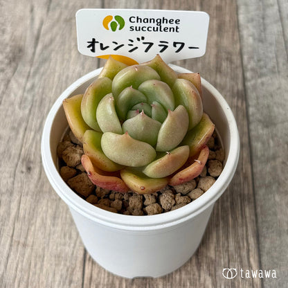 オレンジフラワー（チャンヒー農園苗）