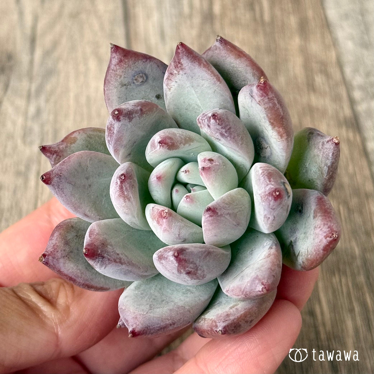 ヒタコ（エアーマジック農園苗）