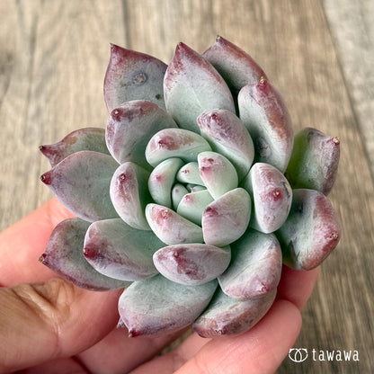 ヒタコ（エアーマジック農園苗）