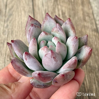 ヒタコ（エアーマジック農園苗）