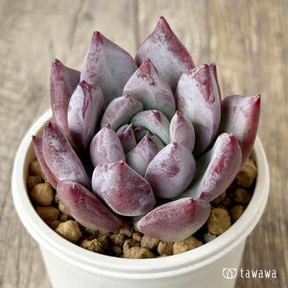 ヒタコ（エアーマジック農園苗）