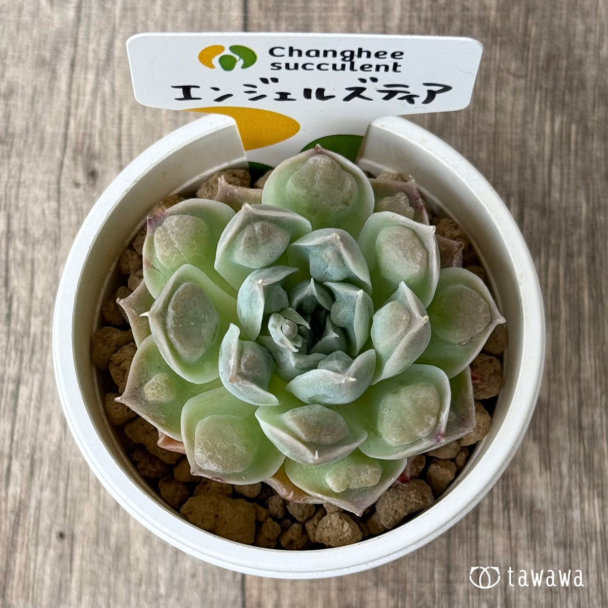 4/22発売】エンジェルズティア（チャンヒー農園苗） – 多肉植物の通販