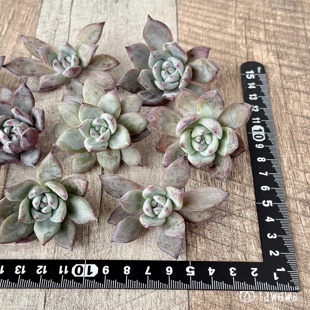 新入荷＊ ブラックサバス【小サイズ】（エアーマジック農園苗） – 多肉