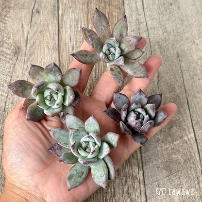 ＊新入荷＊　ブラックサバス【小サイズ】（エアーマジック農園苗）