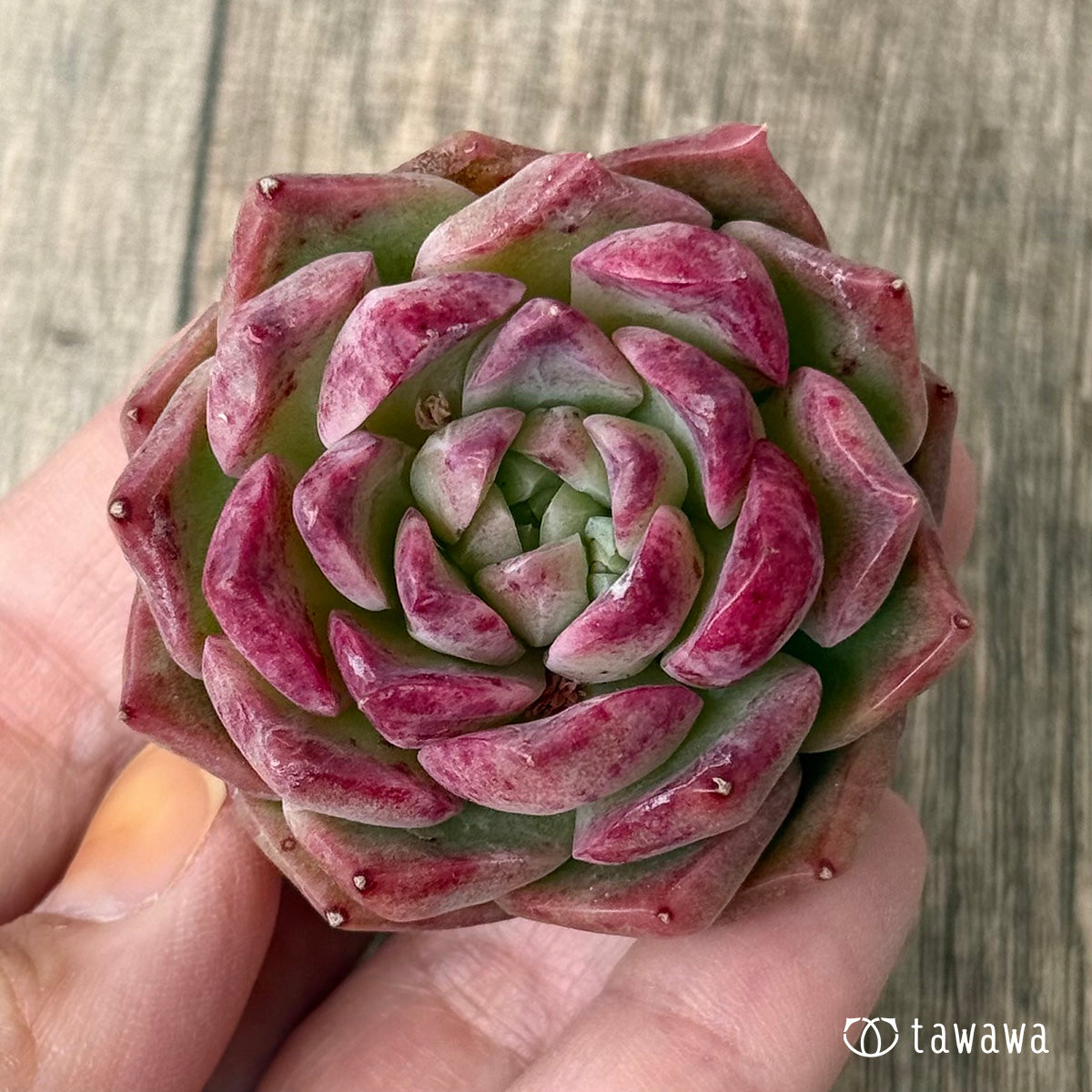 【4/22発売】ヒロビン（チャンヒー農園苗）