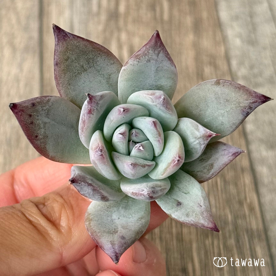 New Arrivals: Ice Green