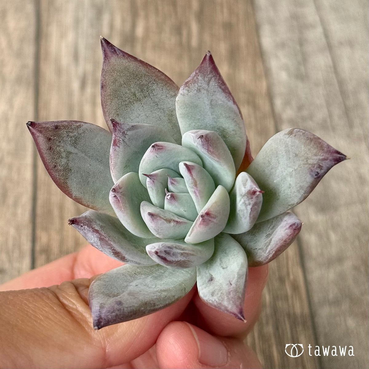 ＊新入荷＊　ブラックサバス【小サイズ】（エアーマジック農園苗）