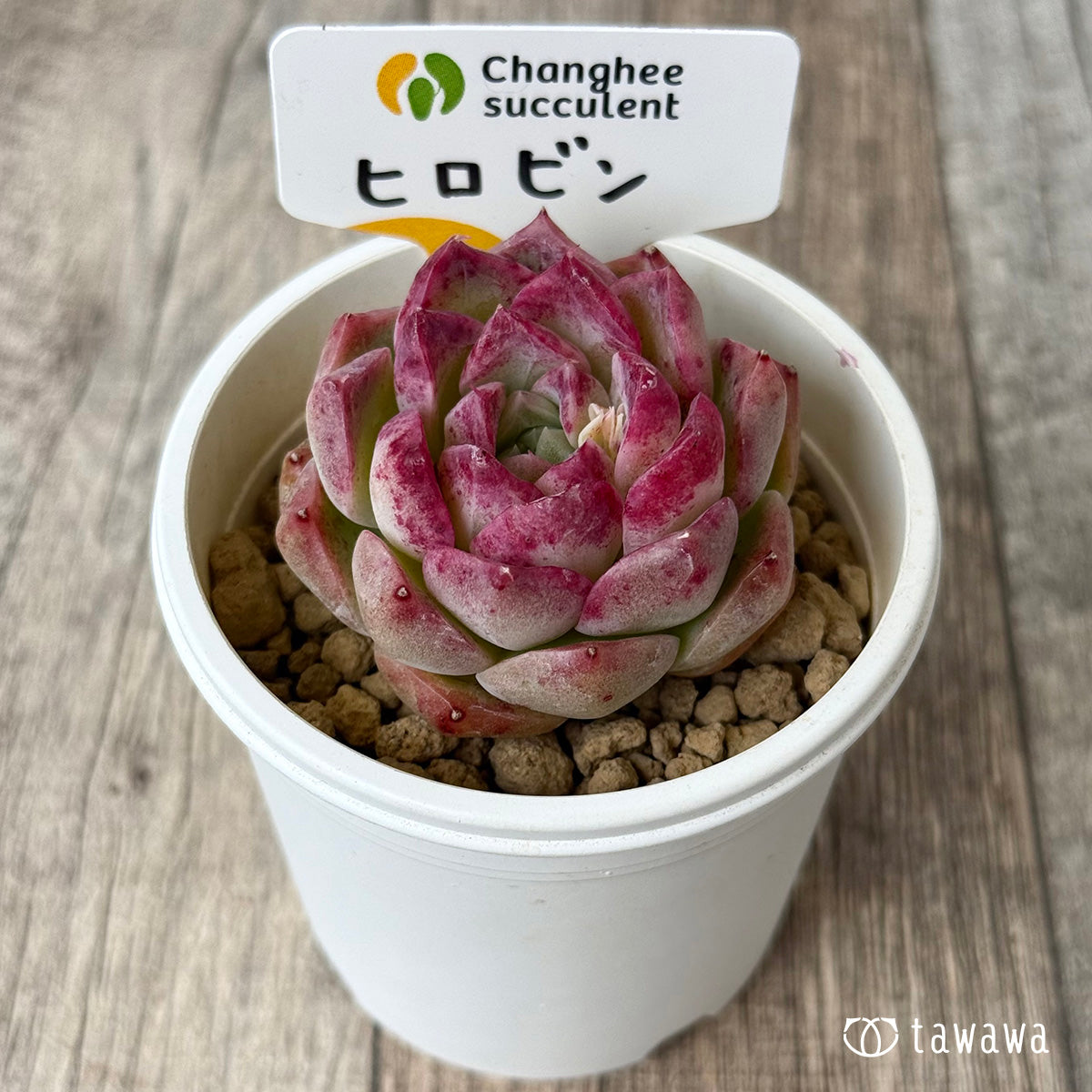 【4/22発売】ヒロビン（チャンヒー農園苗）