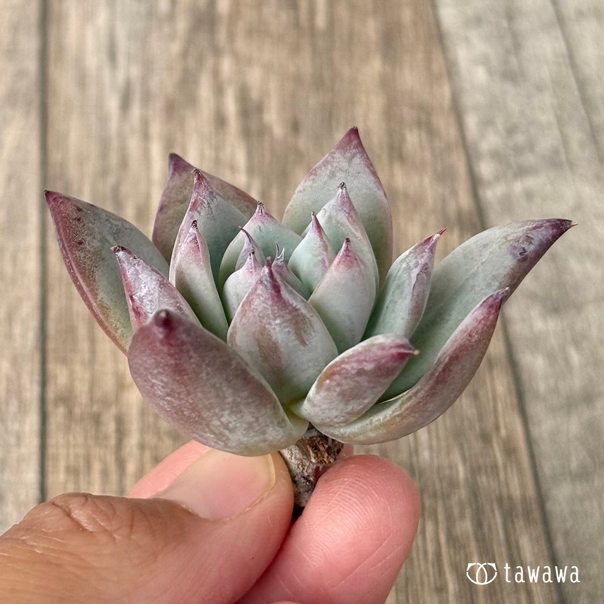 新入荷＊ ブラックサバス【小サイズ】（エアーマジック農園苗） – 多肉