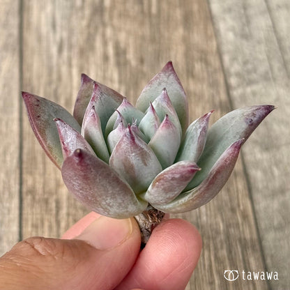 ＊新入荷＊　ブラックサバス【小サイズ】（エアーマジック農園苗）