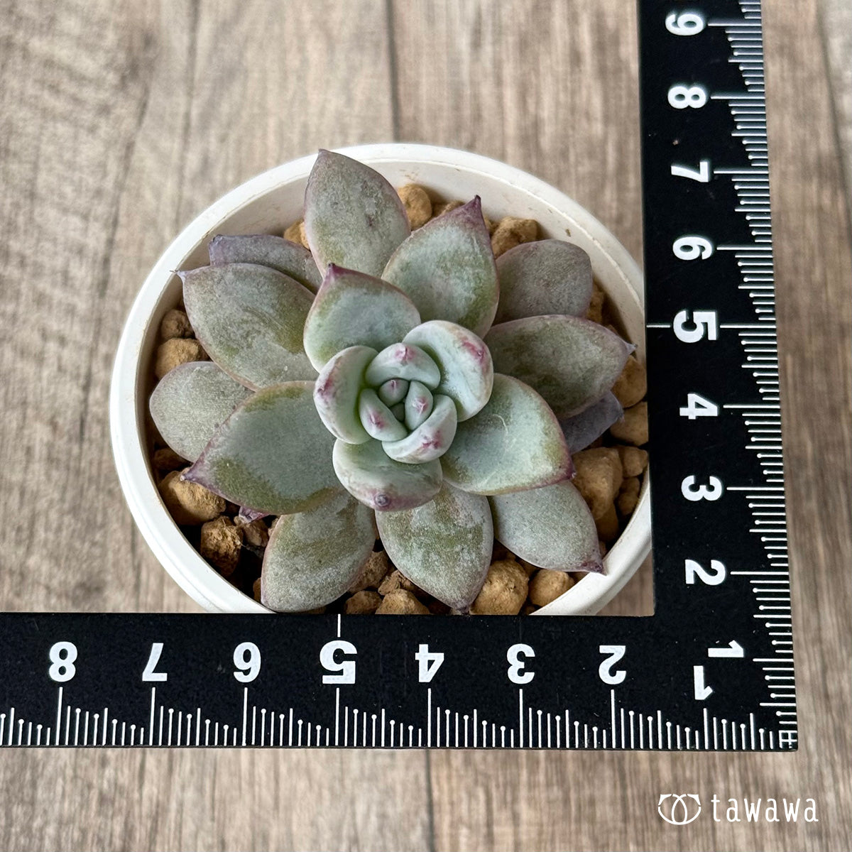 ＊新入荷＊　ブラックサバス【小サイズ】（エアーマジック農園苗）