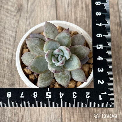 ＊新入荷＊　ブラックサバス【小サイズ】（エアーマジック農園苗）