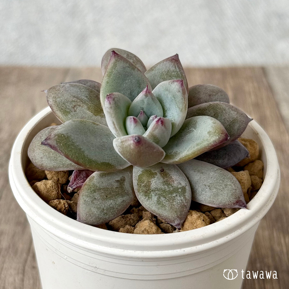 新入荷＊ ブラックサバス【小サイズ】（エアーマジック農園苗） – 多肉