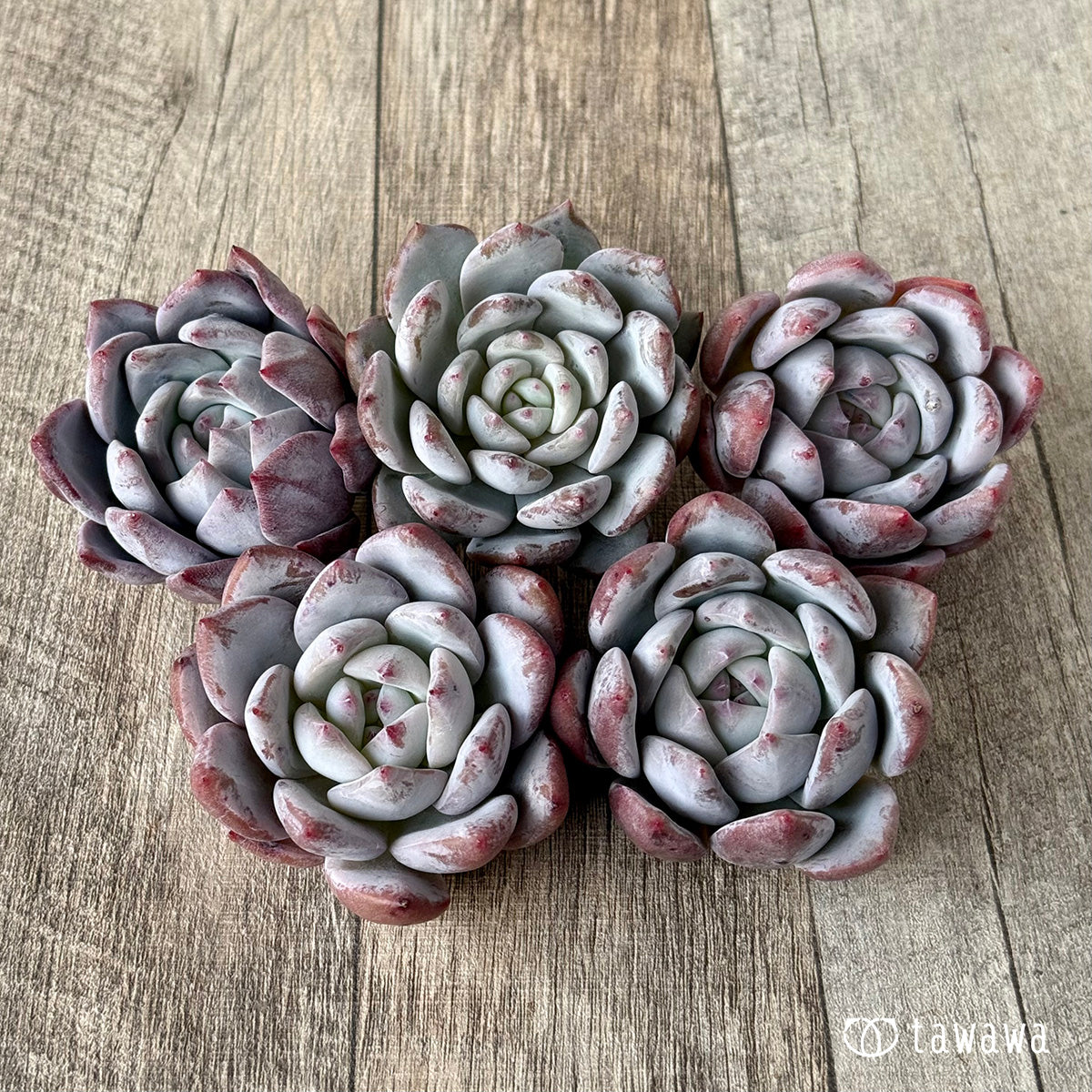 ＊新入荷＊　スノータコ（エアーマジック農園苗）