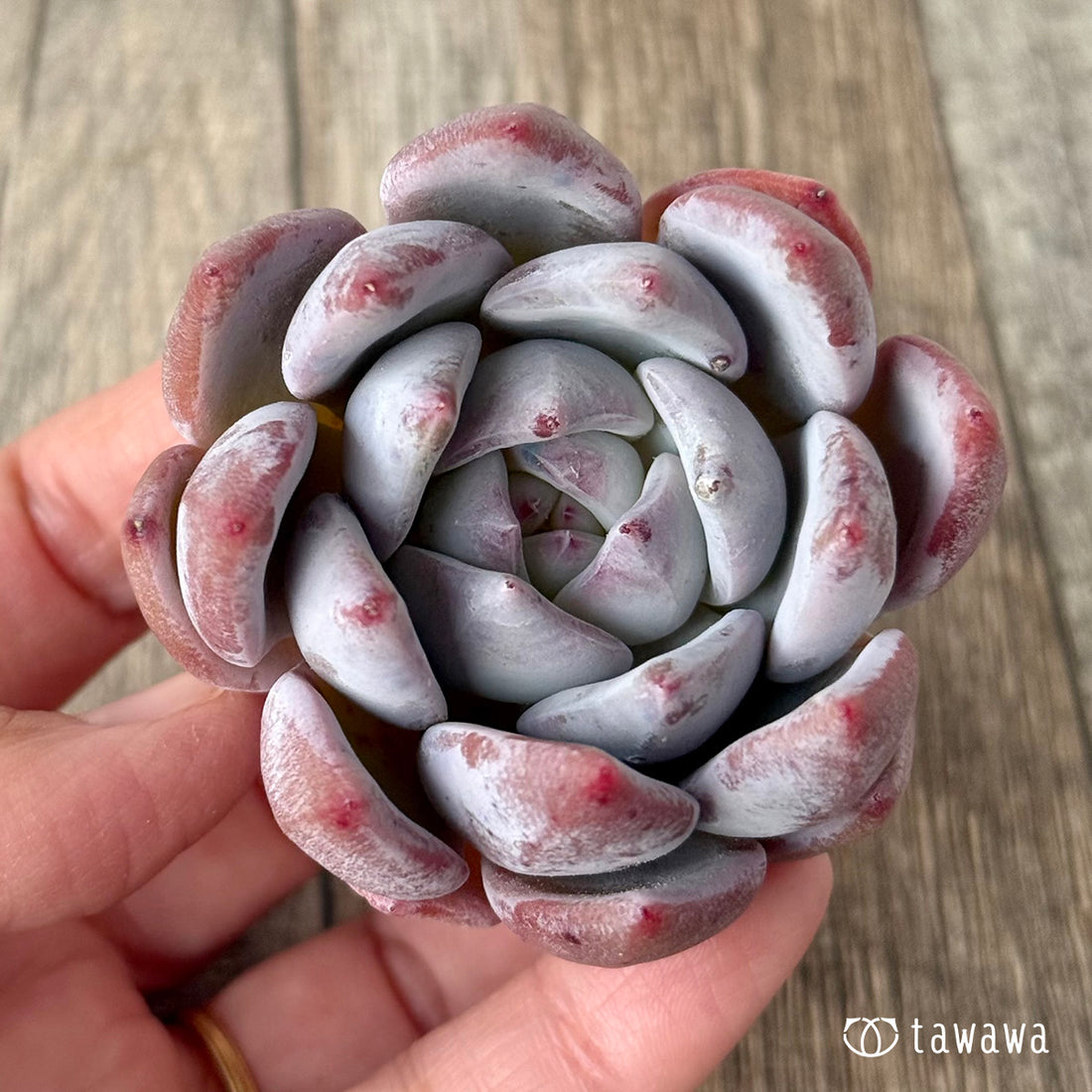 *新入荷* スノータコ(エアーマジック農園苗)