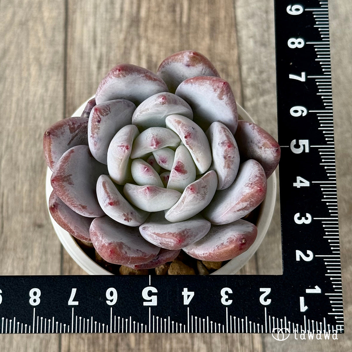 ＊新入荷＊　スノータコ（エアーマジック農園苗）