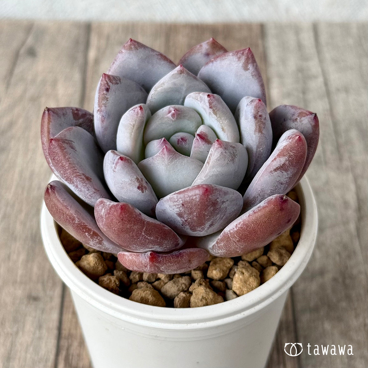 ＊新入荷＊　スノータコ（エアーマジック農園苗）