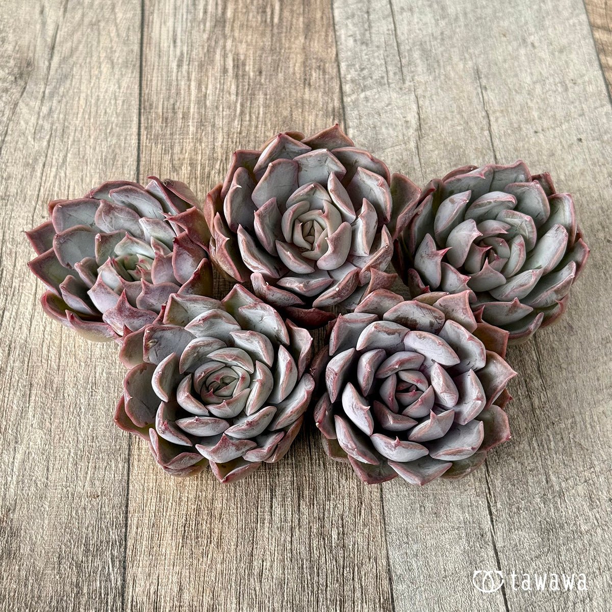 White Kisses (Air Magic Farm Seedling)