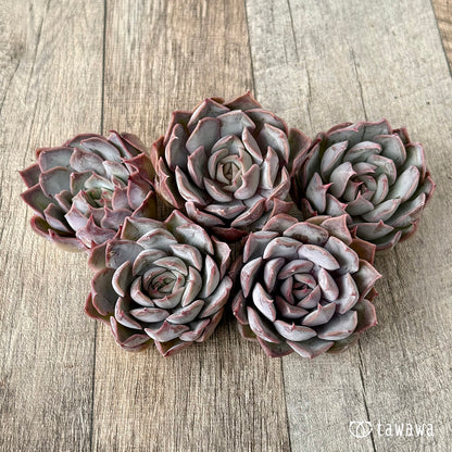 ＊新入荷＊　ホワイトキセス（エアーマジック農園苗）