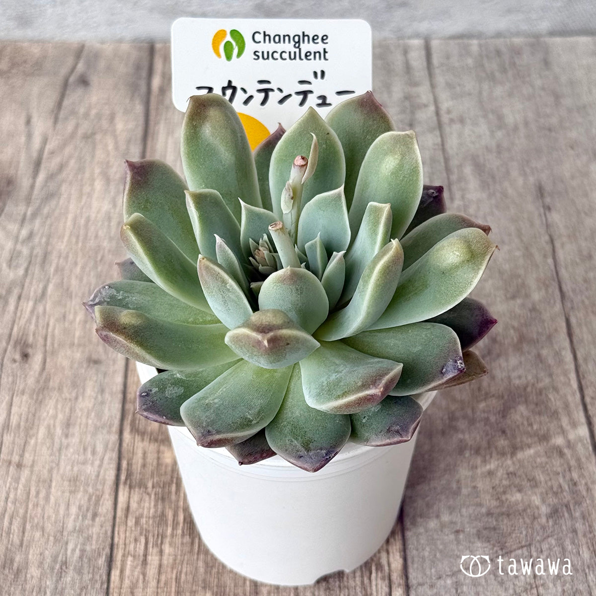 【4/22発売】マウンテンデュー（チャンヒー農園苗）
