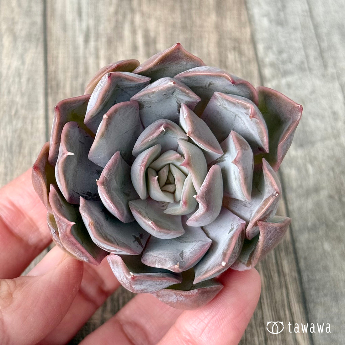 ＊新入荷＊　ホワイトキセス（エアーマジック農園苗）