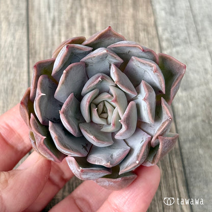 ＊新入荷＊　ホワイトキセス（エアーマジック農園苗）