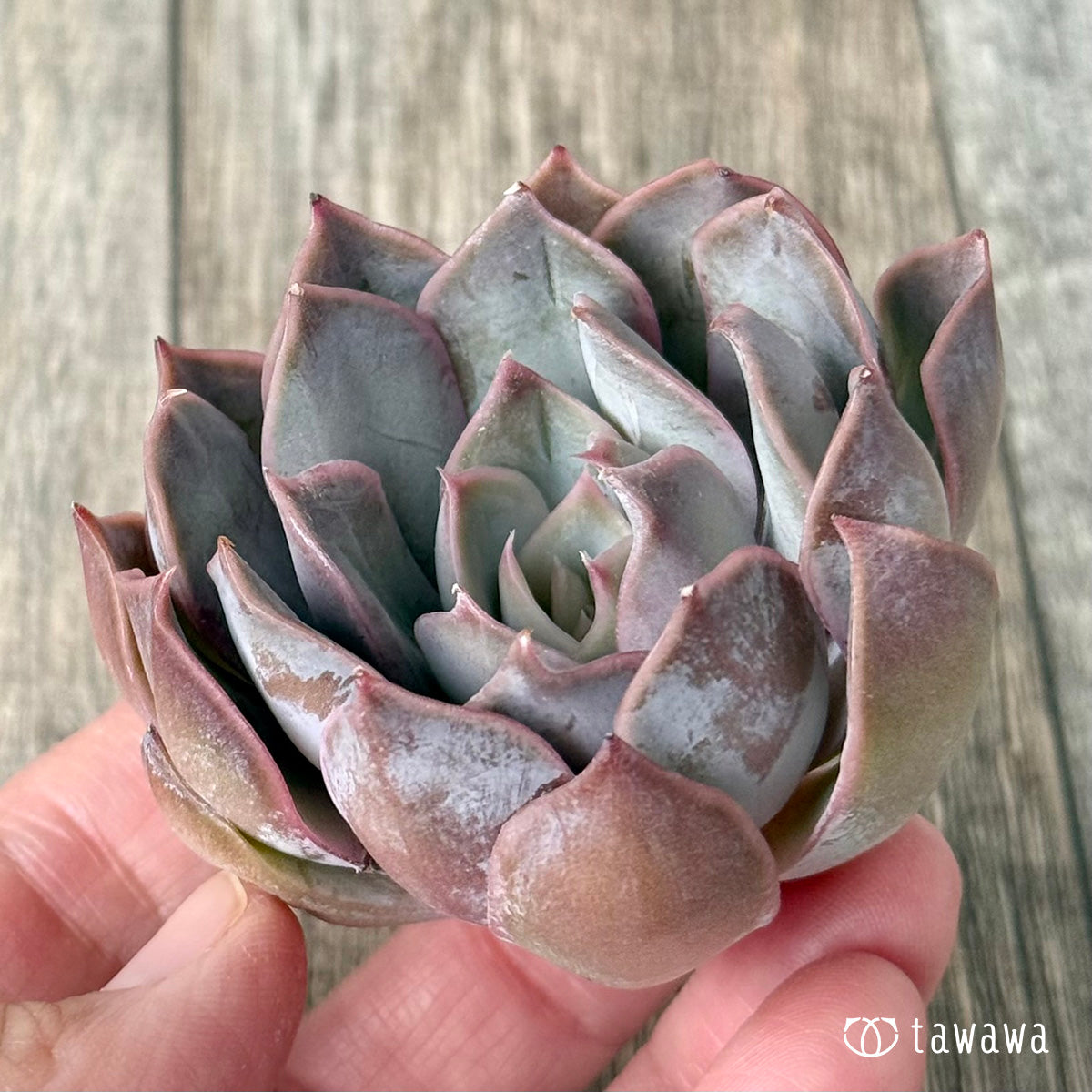 White Kisses (Air Magic Farm Seedling)