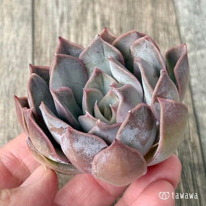 ＊新入荷＊　ホワイトキセス（エアーマジック農園苗）