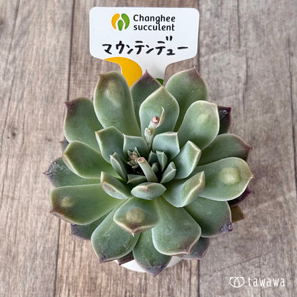 【4/22発売】マウンテンデュー（チャンヒー農園苗）