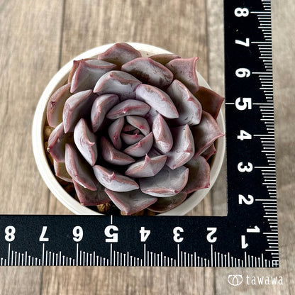 ＊新入荷＊　ホワイトキセス（エアーマジック農園苗）