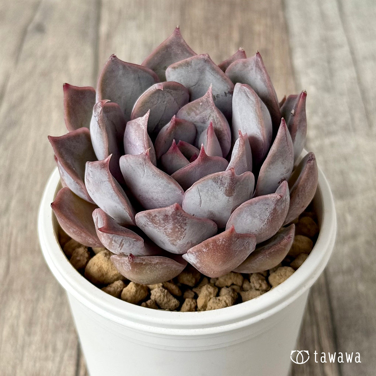 White Kisses (Air Magic Farm Seedling)