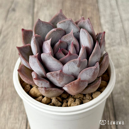 ＊新入荷＊　ホワイトキセス（エアーマジック農園苗）