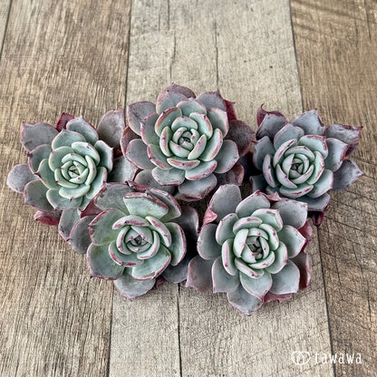 ＊新入荷＊　コールドブリュー（エアーマジック農園苗）